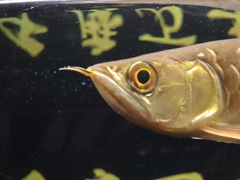 有點兜嘴，近期減少喂食量 有點兜嘴，近期減少喂食量 龍魚論壇 第1張