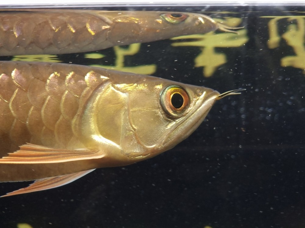 有點兜嘴，近期減少喂食量 有點兜嘴，近期減少喂食量 龍魚論壇 第2張
