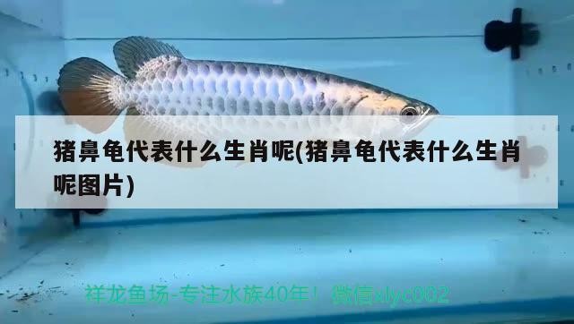 豬鼻龜代表什么生肖呢(豬鼻龜代表什么生肖呢圖片)