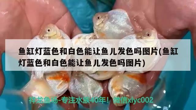 魚(yú)缸燈藍(lán)色和白色能讓魚(yú)兒發(fā)色嗎圖片(魚(yú)缸燈藍(lán)色和白色能讓魚(yú)兒發(fā)色嗎圖片)