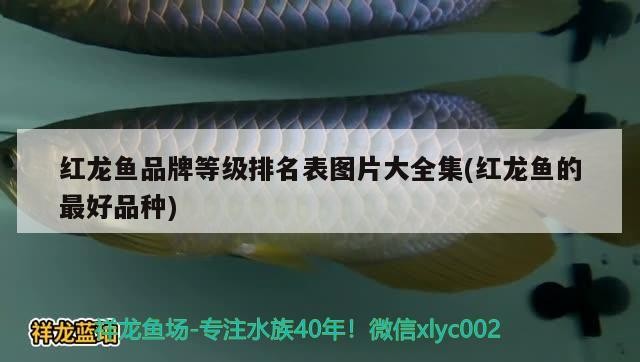 魚缸生物循環(huán)配件制作方法，魚缸外置過濾桶圖解決你遇到的問題別忘了關(guān)注祥龍魚場