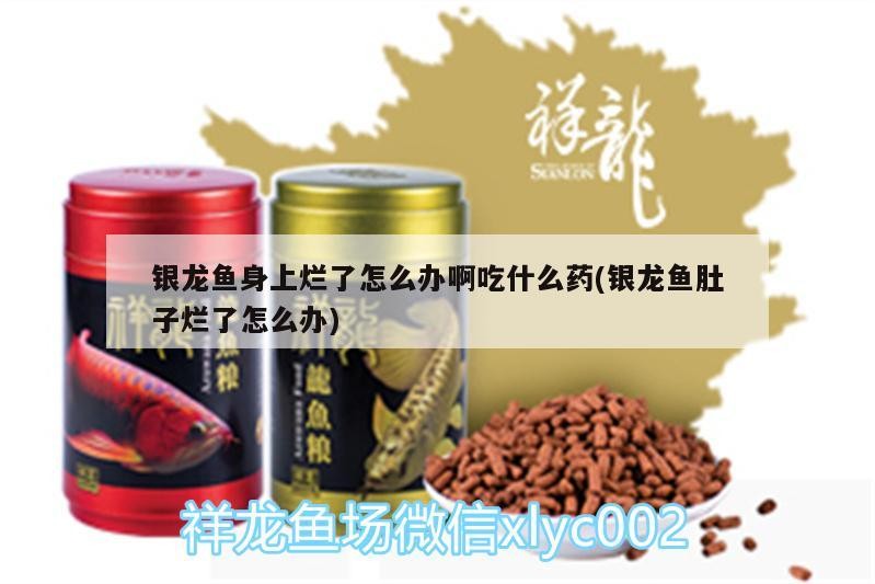 銀龍魚身上爛了怎么辦啊吃什么藥(銀龍魚肚子爛了怎么辦) 銀龍魚身上爛了怎么辦啊吃什么藥(銀龍魚肚子爛了怎么辦) 銀龍魚百科
