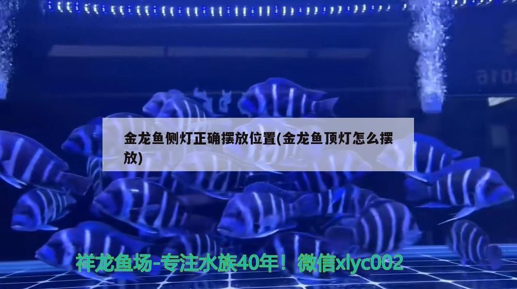 金龍魚側燈正確擺放位置(金龍魚頂燈怎么擺放)