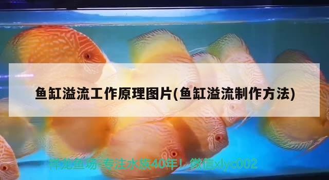 魚缸溢流工作原理圖片(魚缸溢流制作方法)