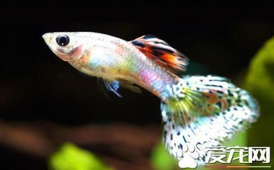 龍魚不想養了