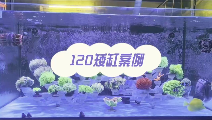 120海缸造景案例，珊瑚缸造景案例
