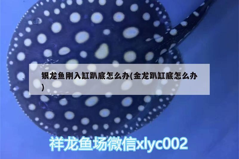 銀龍魚剛入缸趴底怎么辦(金龍趴缸底怎么辦) 銀龍魚剛入缸趴底怎么辦(金龍趴缸底怎么辦) 銀龍魚百科