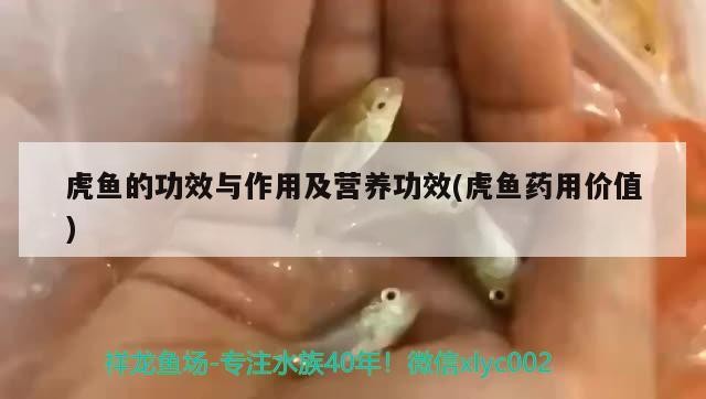虎魚的功效與作用及營(yíng)養(yǎng)功效(虎魚藥用價(jià)值)