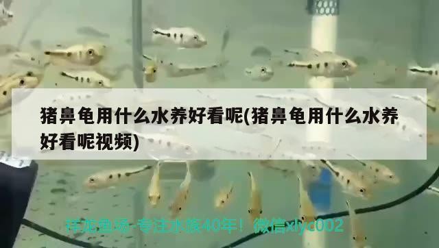 豬鼻龜用什么水養好看呢(豬鼻龜用什么水養好看呢視頻)