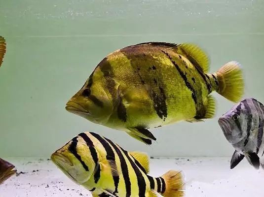 虎魚飼養中的風水學：虎魚與其他熱帶魚的混養策略 虎魚飼養中的風水學：虎魚與其他熱帶魚的混養策略 虎魚百科 第2張
