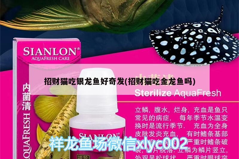 飼料 招財貓吃銀龍魚好奇發(招財貓吃金龍魚嗎) 銀龍魚百科 招財貓吃銀龍魚好奇發(招財貓吃金龍魚嗎) 招財貓吃銀龍魚好奇發(招財貓吃金龍魚嗎) 銀龍魚百科