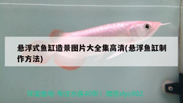 懸浮式魚缸造景圖片大全集高清(懸浮魚缸制作方法) 懸浮式魚缸造景圖片大全集高清(懸浮魚缸制作方法) 虎魚百科