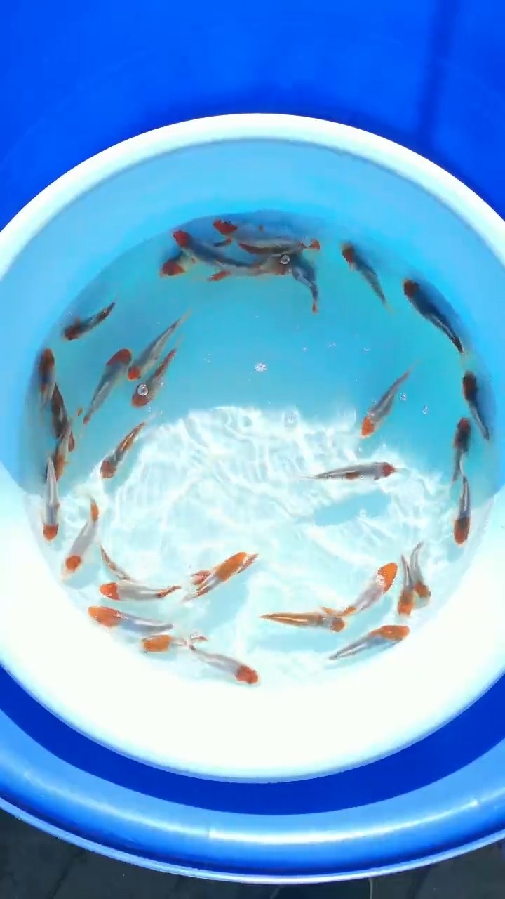 五色 五色 龍魚論壇