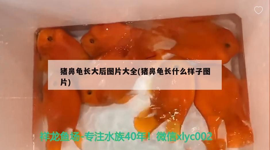 豬鼻龜長大后圖片大全(豬鼻龜長什么樣子圖片)