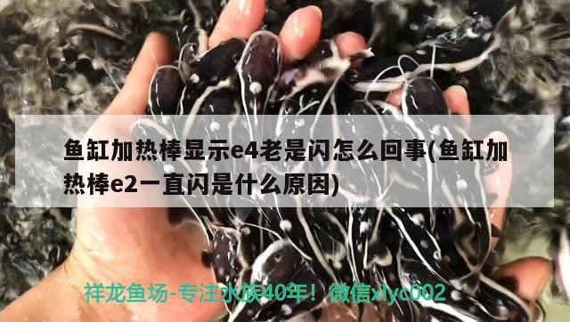 魚(yú)缸過(guò)濾器選購(gòu)指南:自制魚(yú)缸過(guò)濾器魚(yú)缸上置過(guò)濾器對(duì)于養(yǎng)魚(yú)愛(ài)好者的必備知識(shí) 魚(yú)缸加熱棒顯示e4老是閃怎么回事(魚(yú)缸加熱棒e2一直閃是什么原因) 虎魚(yú)百科 魚(yú)缸加熱棒顯示e4老是閃怎么回事(魚(yú)缸加熱棒e2一直閃是什么原因) 魚(yú)缸加熱棒顯示e4老是閃怎么回事(魚(yú)缸加熱棒e2一直閃是什么原因) 虎魚(yú)百科