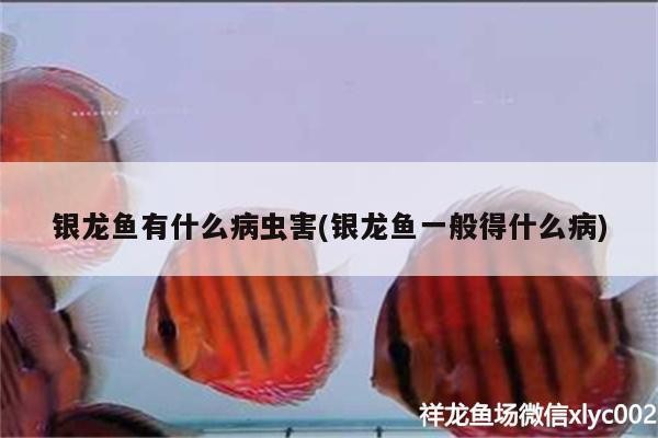 銀龍魚有什么病蟲害(銀龍魚一般得什么病)