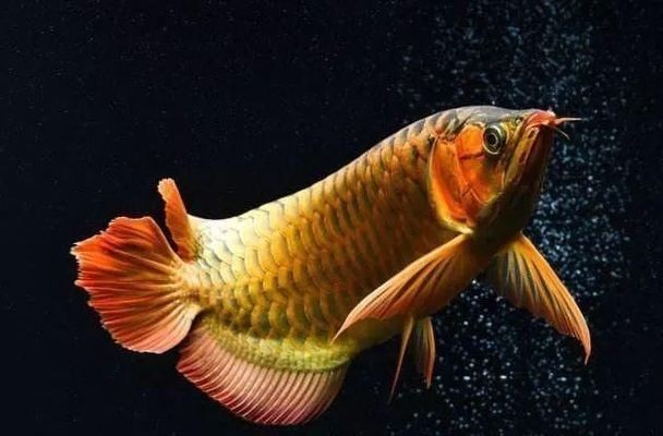 紅龍魚體型怎么可以變寬些：如何判斷紅龍魚營養均衡，紅龍魚發色技巧分享