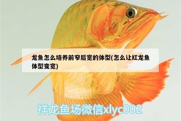 紅龍魚體型怎么可以變寬些：如何判斷紅龍魚營養均衡，紅龍魚發色技巧分享