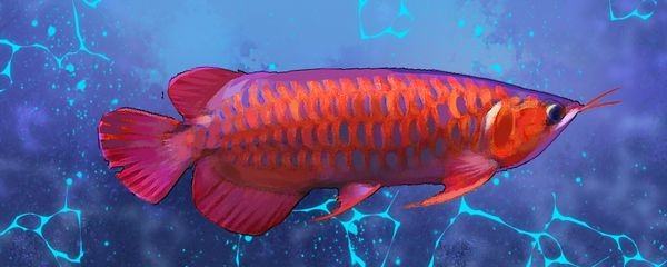 血紅龍魚壽命多長：關于血紅龍魚壽命的詳細信息
