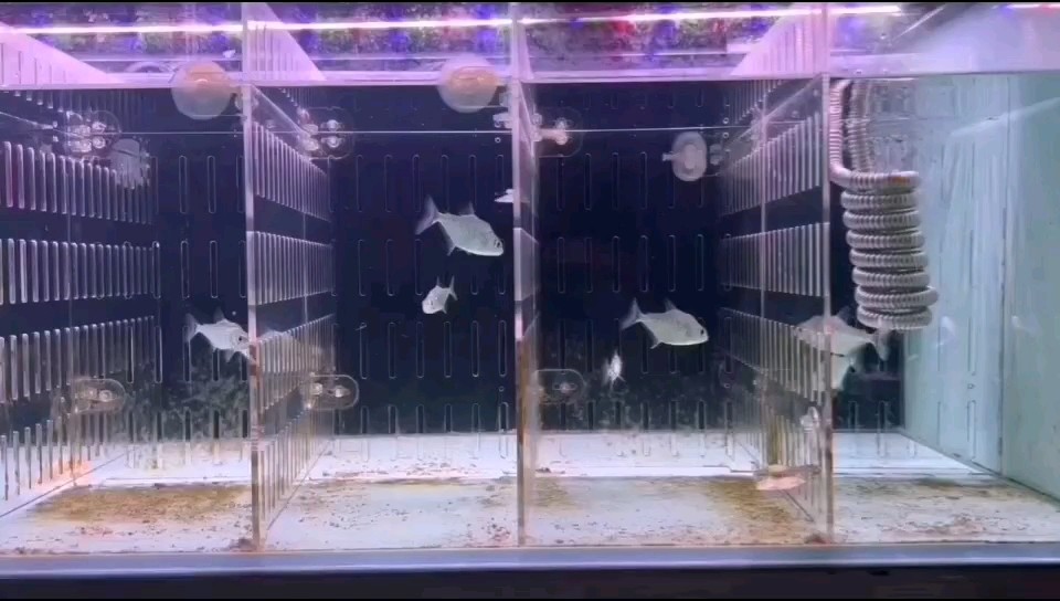 南美猛魚，來了好多小家伙， 南美猛魚，來了好多小家伙， 龍魚論壇