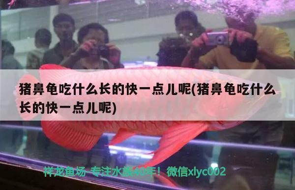 我的虎魚真菌感染了要怎么處理 豬鼻龜吃什么長的快一點兒呢(豬鼻龜吃什么長的快一點兒呢) 豬鼻龜百科 豬鼻龜吃什么長的快一點兒呢(豬鼻龜吃什么長的快一點兒呢) 豬鼻龜吃什么長的快一點兒呢(豬鼻龜吃什么長的快一點兒呢) 豬鼻龜百科