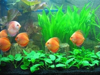 大魚缸適合養(yǎng)孔雀魚嗎?:孔雀魚繁殖注意事項(xiàng)孔雀魚繁殖注意事項(xiàng)孔雀魚繁殖注意事項(xiàng) 魚缸百科 第3張 大魚缸適合養(yǎng)孔雀魚嗎?:孔雀魚繁殖注意事項(xiàng)孔雀魚繁殖注意事項(xiàng)孔雀魚繁殖注意事項(xiàng) 大魚缸適合養(yǎng)孔雀魚嗎?:孔雀魚繁殖注意事項(xiàng)孔雀魚繁殖注意事項(xiàng)孔雀魚繁殖注意事項(xiàng) 魚缸百科 第3張