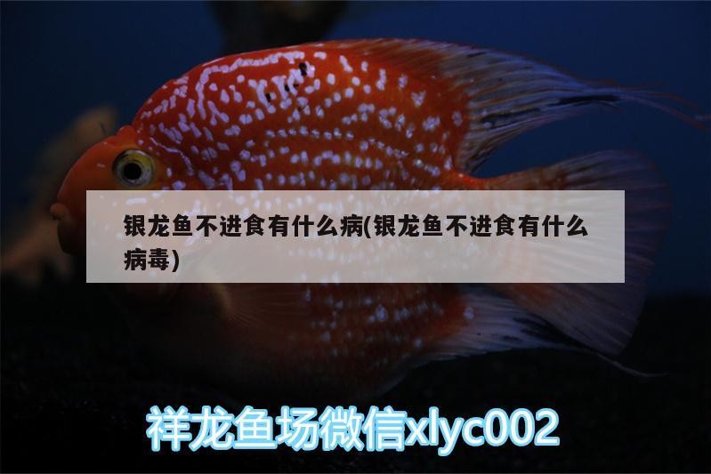 銀龍魚不進食有什么病(銀龍魚不進食有什么病毒)