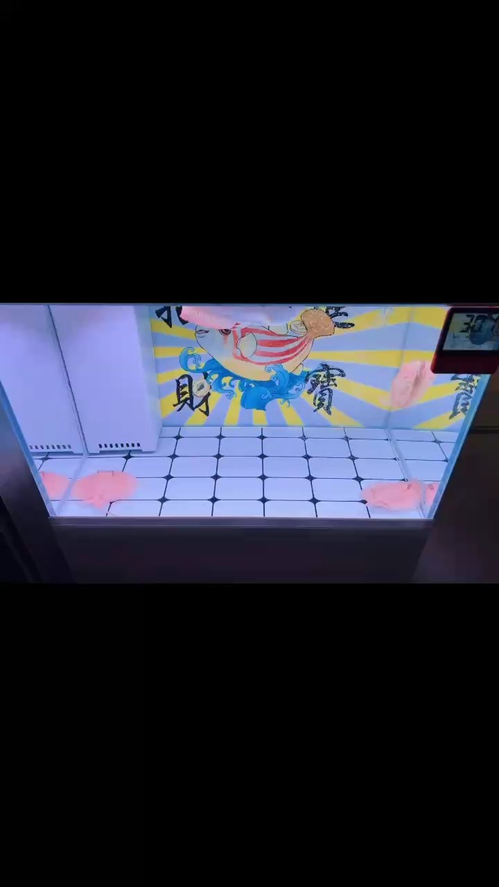 來看看這一對潛力股小白子 龍魚論壇 第1張 來看看這一對潛力股小白子 來看看這一對潛力股小白子 龍魚論壇 第1張