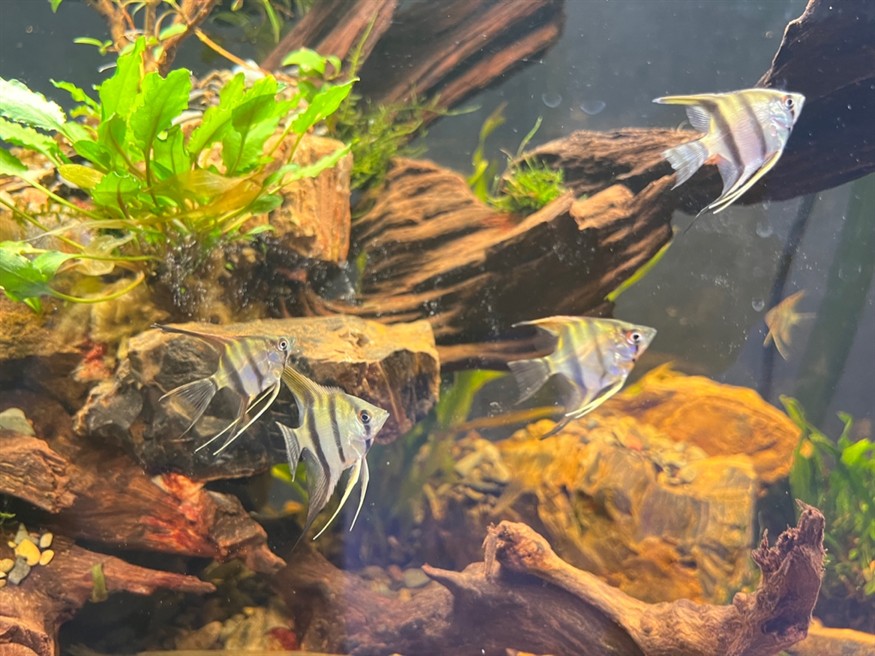 友友們 感覺怎么樣 友友們 感覺怎么樣 龍魚論壇