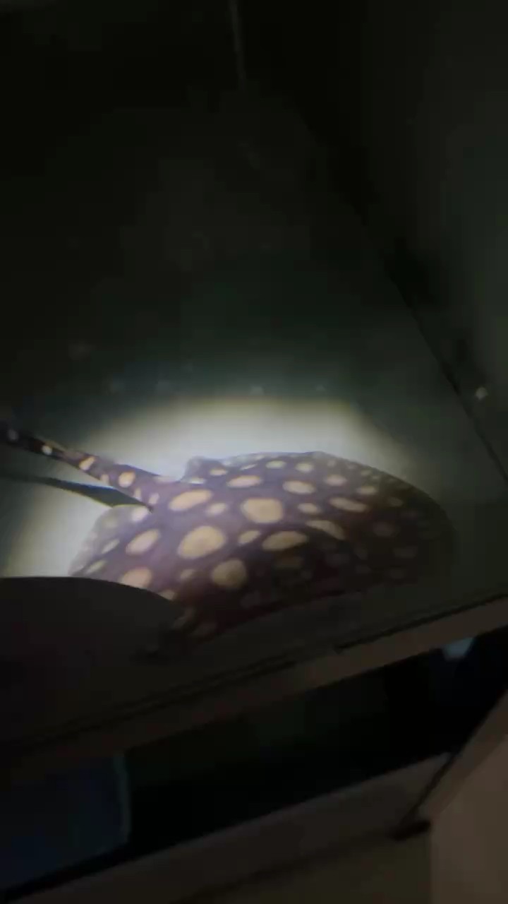 #穩定出狀態 #穩定出狀態 龍魚論壇