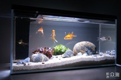 魚和魚缸什么尺寸比例，小型魚缸適合養哪些魚