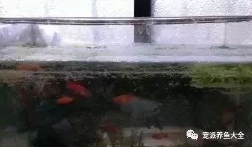 大魚缸如何清潔水垢小妙招：如何清洗魚缸水垢？