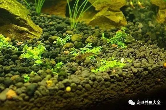 大魚缸如何清潔水垢小妙招：如何清洗魚缸水垢？