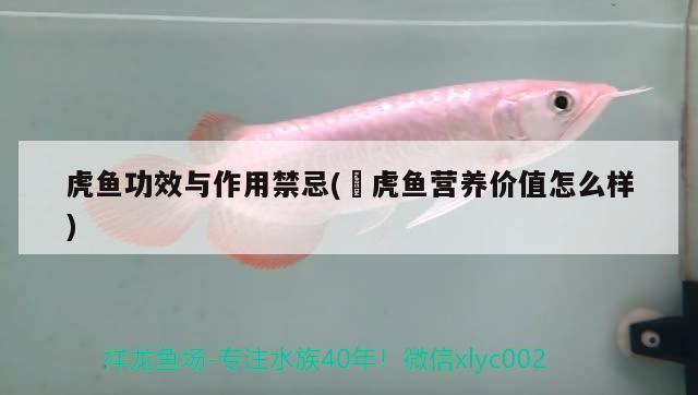 泰國虎 虎魚功效與作用禁忌(鰕虎魚營養價值怎么樣) 虎魚百科 虎魚功效與作用禁忌(鰕虎魚營養價值怎么樣) 虎魚功效與作用禁忌(鰕虎魚營養價值怎么樣) 虎魚百科