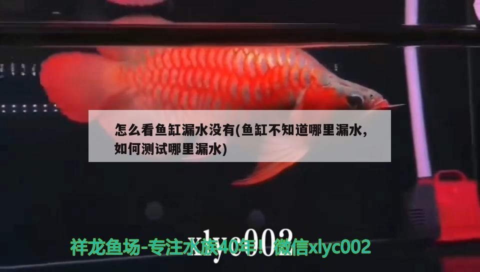 怎么看魚缸漏水沒有(魚缸不知道哪里漏水,如何測(cè)試哪里漏水) 怎么看魚缸漏水沒有(魚缸不知道哪里漏水,如何測(cè)試哪里漏水) 森森魚缸