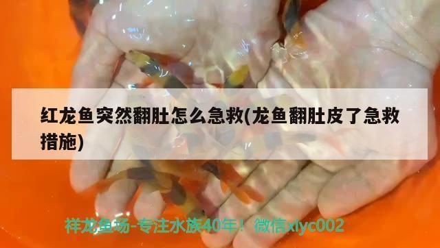 紅龍魚(yú)翻肚子還有救嗎：紅龍魚(yú)翻肚與水質(zhì)關(guān)系探究