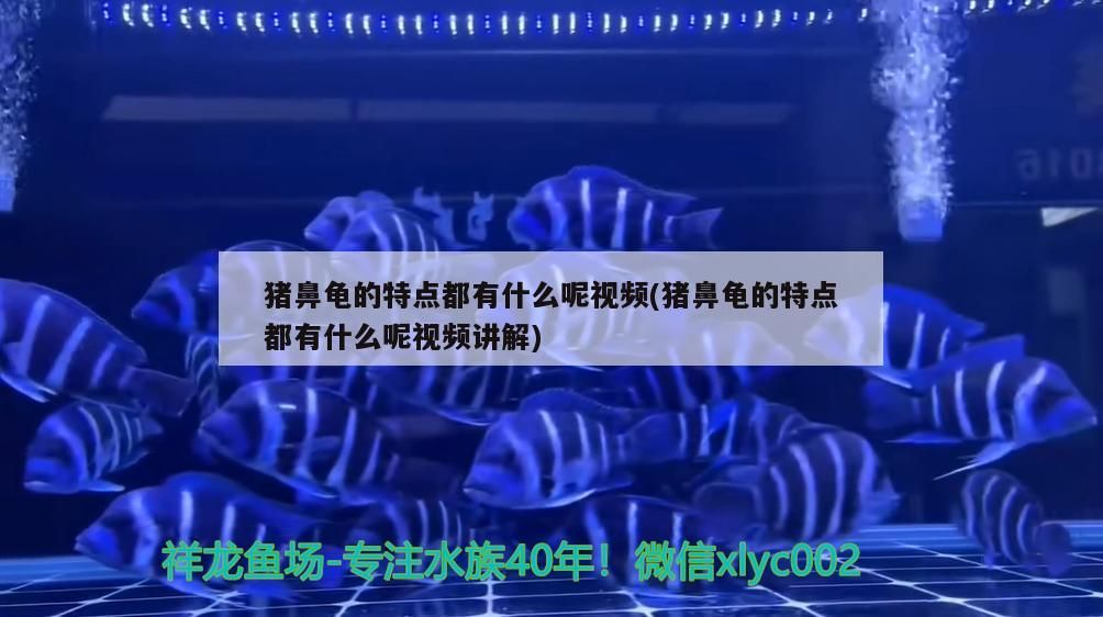 豬鼻龜的特點都有什么呢視頻(豬鼻龜的特點都有什么呢視頻講解)