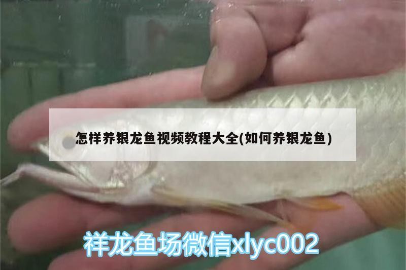 怎樣養銀龍魚視頻教程大全(如何養銀龍魚)