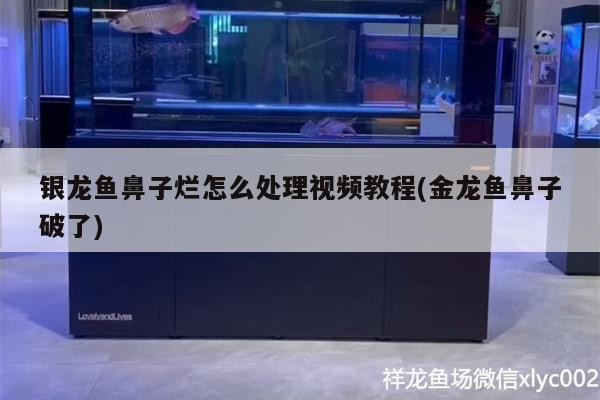 銀龍魚鼻子爛怎么處理視頻教程(金龍魚鼻子破了)