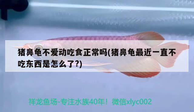 印尼虎魚多少溫度飼養最好:印尼虎魚多少溫度飼養最好印尼虎魚多少溫度飼養最好 豬鼻龜不愛動吃食正常嗎(豬鼻龜最近一直不吃東西是怎么了?) 豬鼻龜百科 豬鼻龜不愛動吃食正常嗎(豬鼻龜最近一直不吃東西是怎么了?) 豬鼻龜不愛動吃食正常嗎(豬鼻龜最近一直不吃東西是怎么了?) 豬鼻龜百科