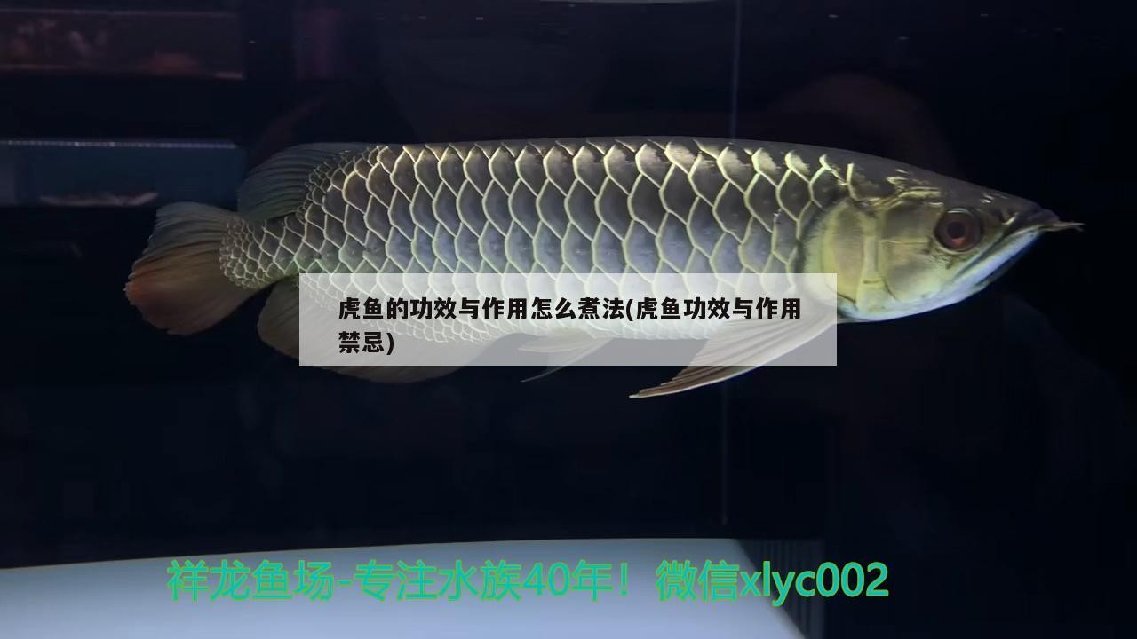 虎魚的功效與作用怎么煮法(虎魚功效與作用禁忌) 虎魚的功效與作用怎么煮法(虎魚功效與作用禁忌) 虎魚百科