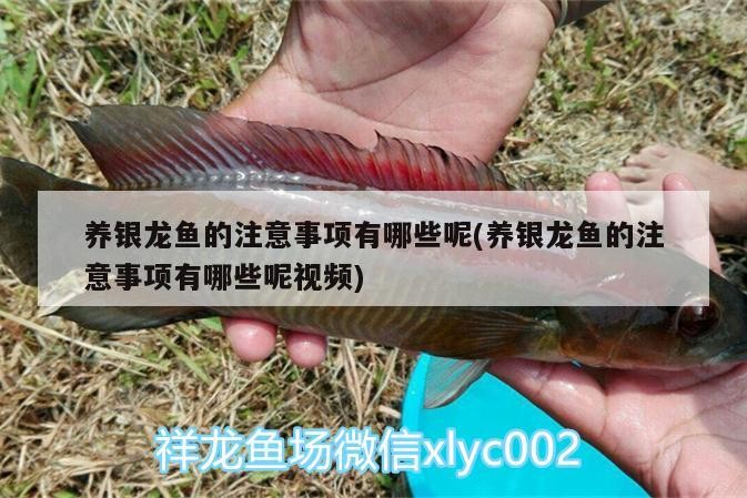 養銀龍魚的注意事項有哪些呢(養銀龍魚的注意事項有哪些呢視頻)