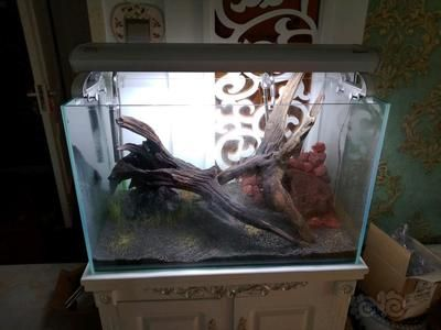 大魚水族魚缸養什么魚好：根據搜索結果推薦的一些適合大魚缸養的魚類