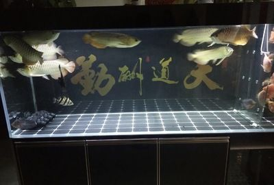 大魚水族魚缸養什么魚好：根據搜索結果推薦的一些適合大魚缸養的魚類
