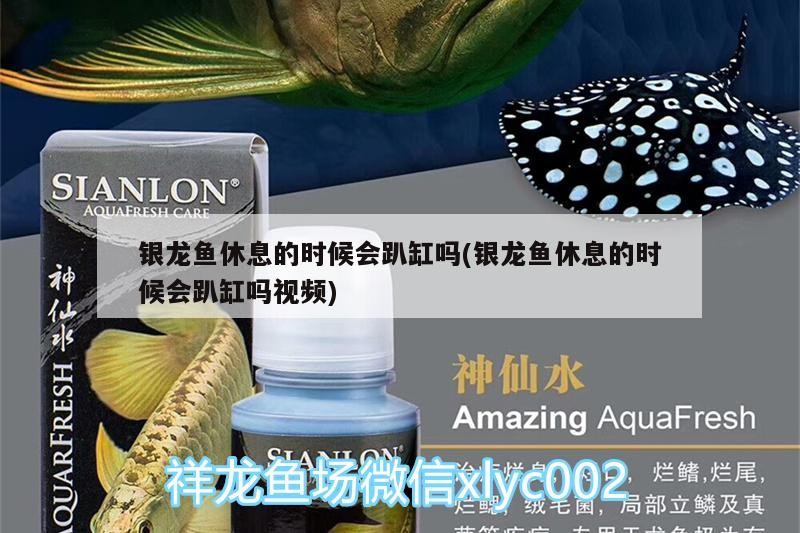 銀龍魚休息的時(shí)候會(huì)趴缸嗎(銀龍魚休息的時(shí)候會(huì)趴缸嗎視頻)