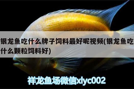銀龍魚(yú)吃什么牌子飼料最好呢視頻(銀龍魚(yú)吃什么顆粒飼料好)