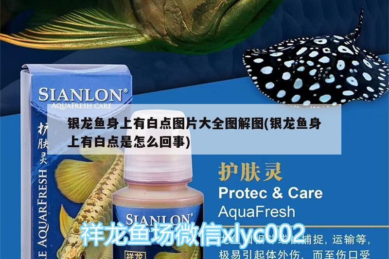 銀龍魚身上有白點圖片大全圖解圖(銀龍魚身上有白點是怎么回事)