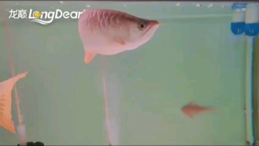 玻璃做魚缸怎么粘才牢固:如何自制玻璃魚缸 轉發193 龍魚論壇 轉發193 轉發193 龍魚論壇