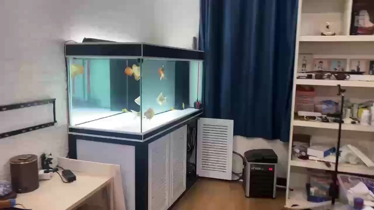 還沒沒忍住給添加了倆泰國(guó)鯽