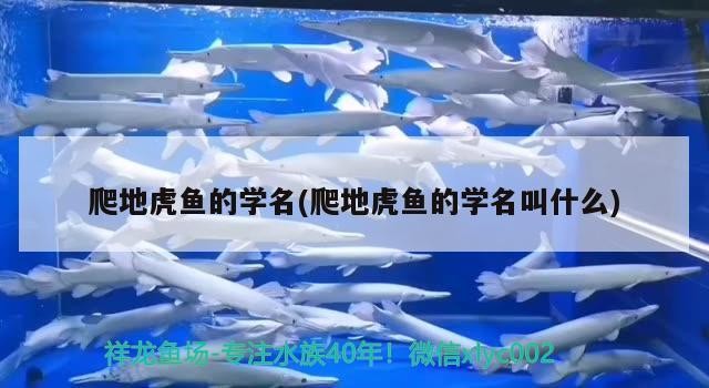 爬地虎魚的學名(爬地虎魚的學名叫什么)
